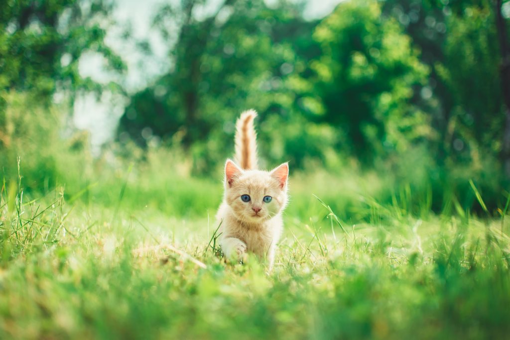 A kitten walking on a green field in the sunshine.