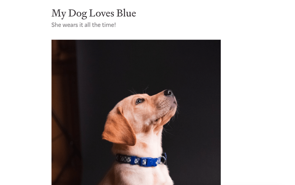 Blog post about a dog